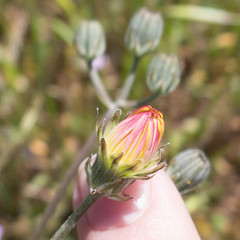Crepis vesicaria taraxacifolia