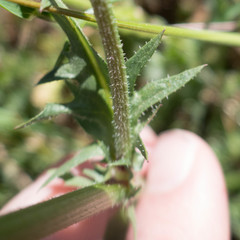 Crepis vesicaria taraxacifolia