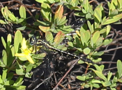 Hylogomphus geminatus