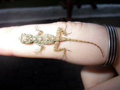 Anolis dominicensis