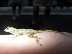 Anolis dominicensis