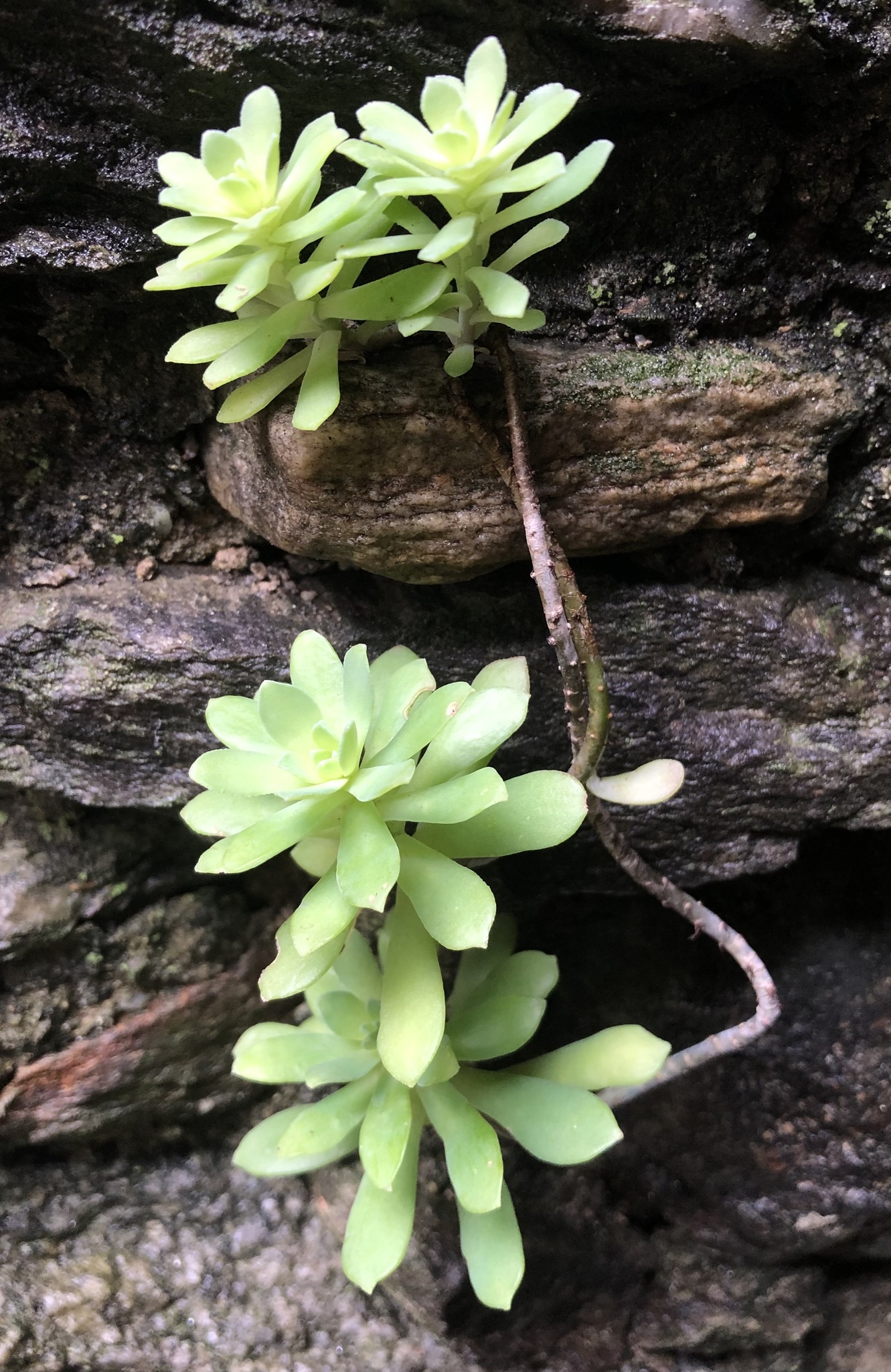 Imagem de Sedum Palmeri