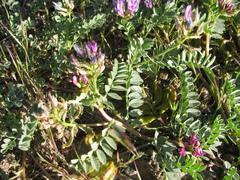 Astragalus iodanthus