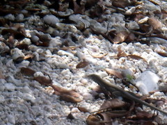 Pholidoscelis chrysolaemus