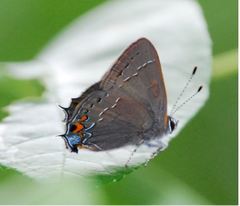 Satyrium favonius