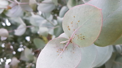 Ctenarytaina eucalypti