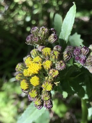 Senecio aronicoides