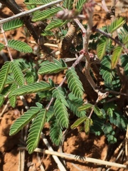 Calliandra eriophylla