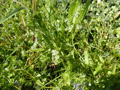 Valerianella carinata