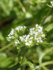 Valerianella carinata