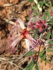 Calliandra eriophylla