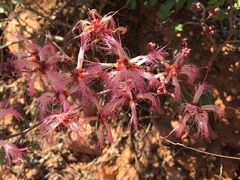 Calliandra eriophylla