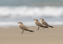 Small Pratincole photo 4