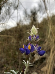 Lupinus altimontanus