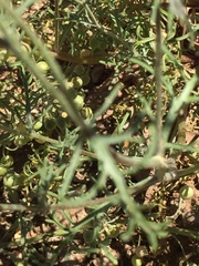 Chaenactis stevioides