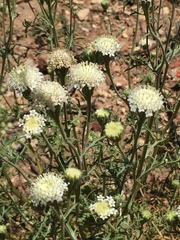 Chaenactis stevioides