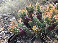 Austrocylindropuntia shaferi