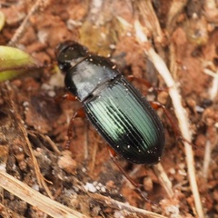 Harpalus rubripes