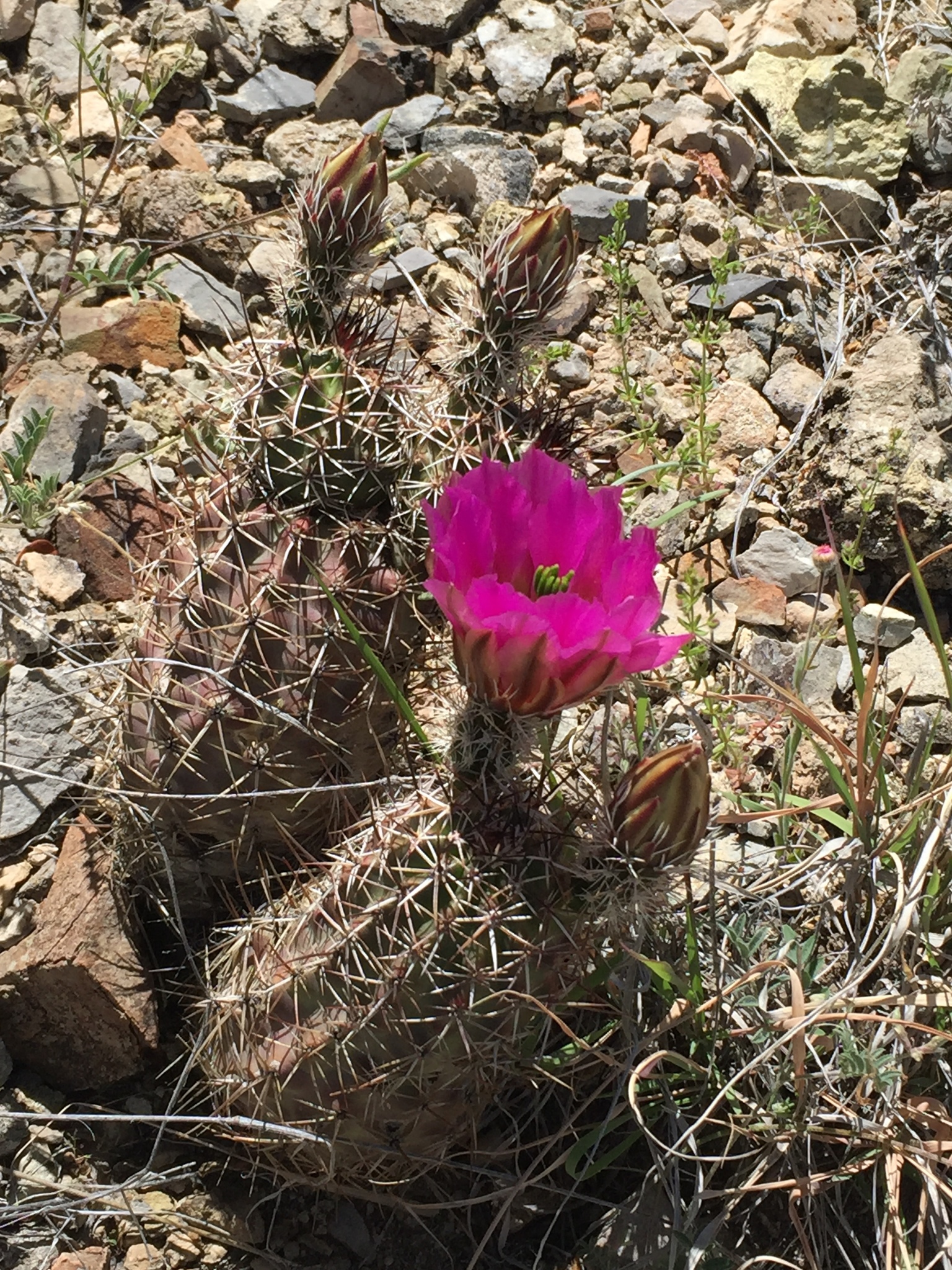 Echinocereus fendleri ssp. rectispinus