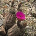 Echinocereus fendleri rectispinus - Photo (c) Julie Pearce, some rights reserved (CC BY-NC), uploaded by Julie Pearce