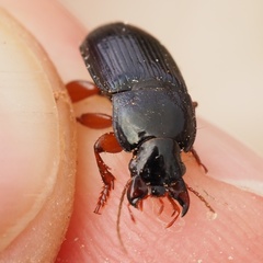 Harpalus rubripes
