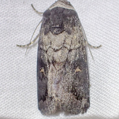 Proteuxoa restituta