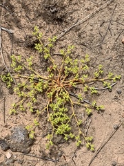 Chorizanthe procumbens