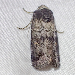 Proteuxoa restituta