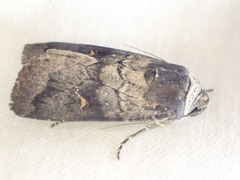 Proteuxoa restituta
