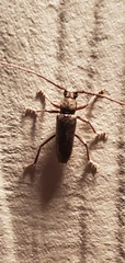 Elaphidion