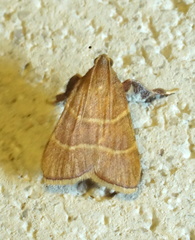 Arta epicoenalis