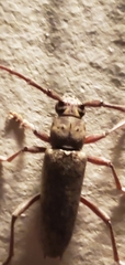 Elaphidion