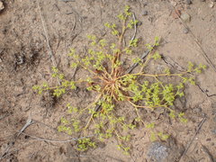 Chorizanthe procumbens