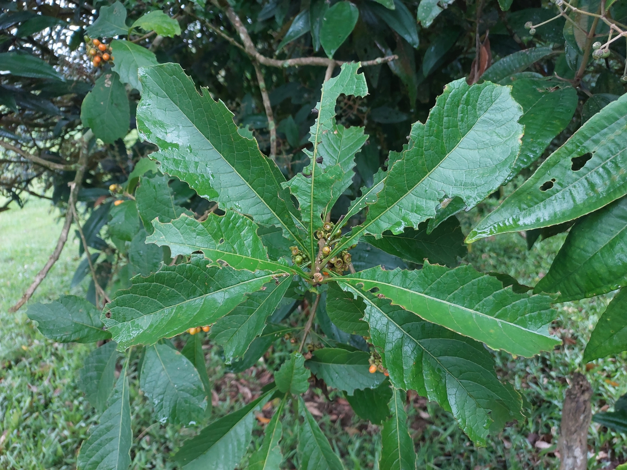Imagem de Coroa-de-frade
