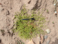 Chorizanthe procumbens