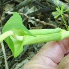 Arisaema dracontium