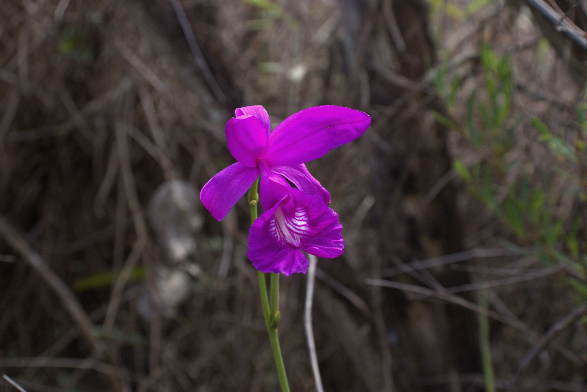 Imagem de Orquídea-do-brejo