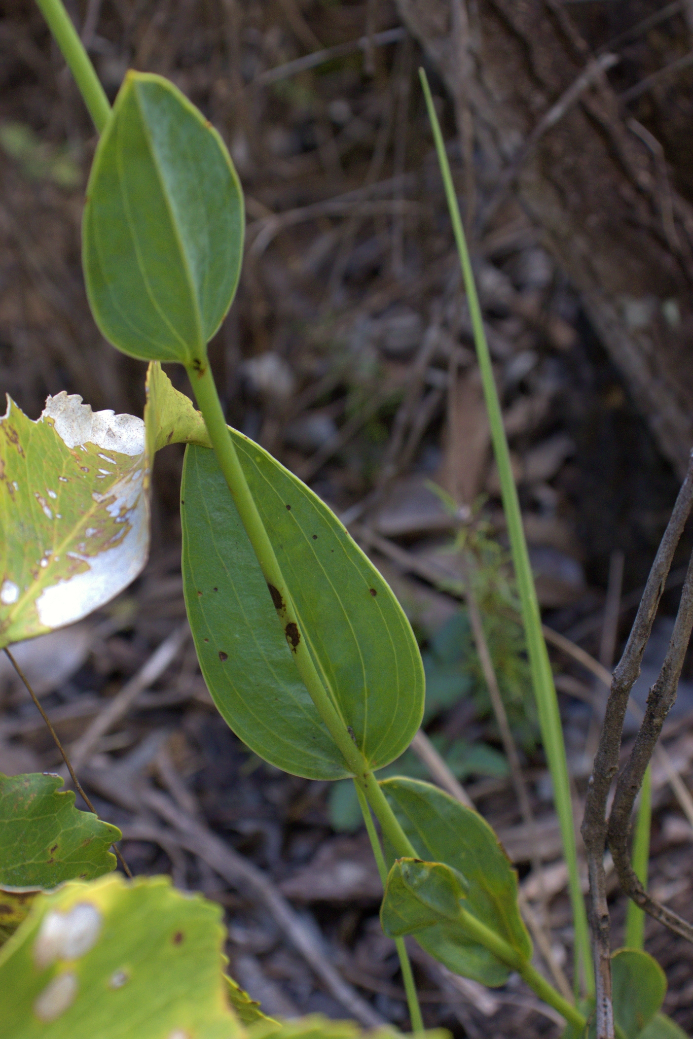Imagem de Orquídea-do-brejo