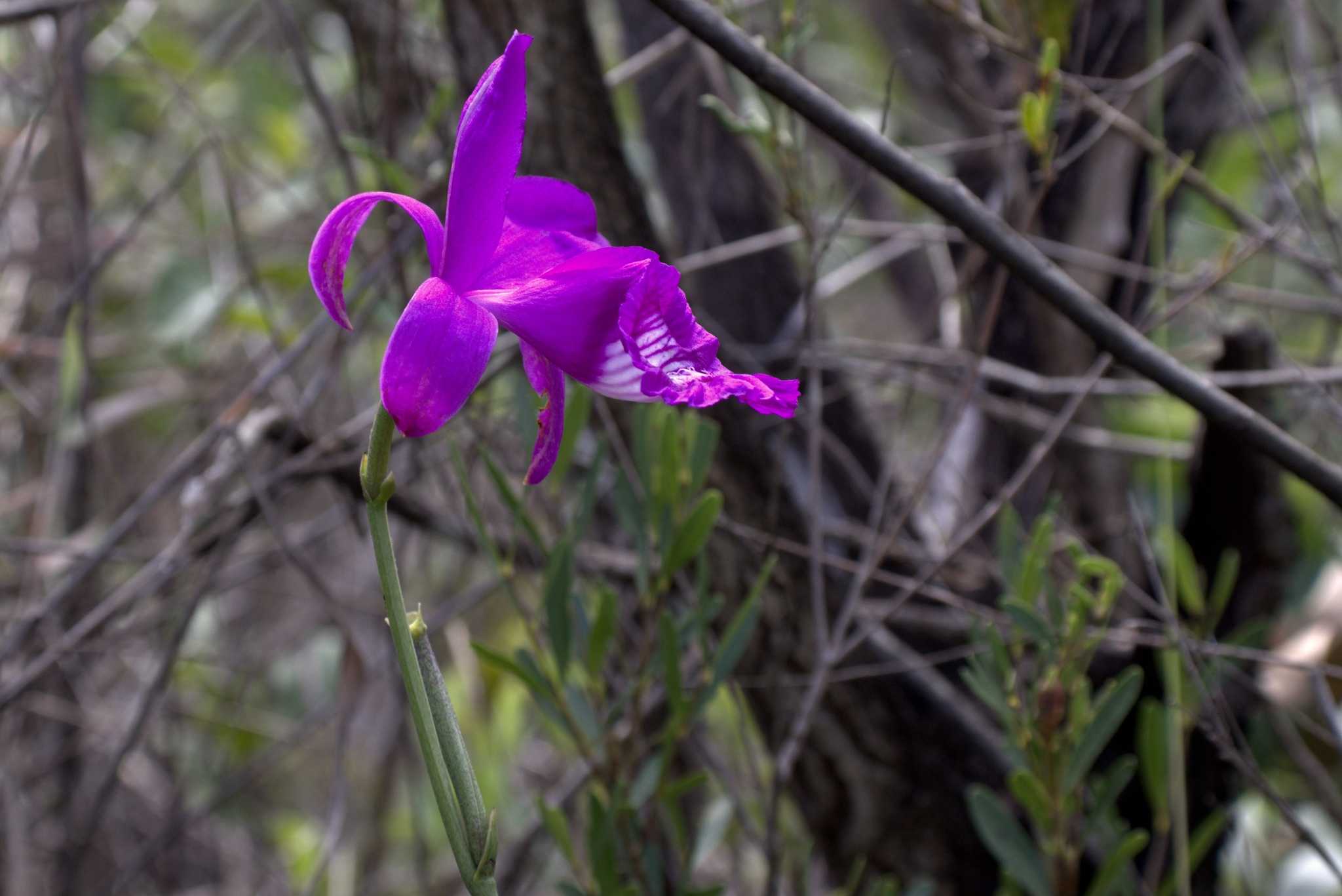 Imagem de Orquídea-do-brejo