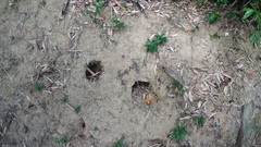 Manis pentadactyla pentadactyla