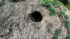 Manis pentadactyla pentadactyla