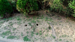 Manis pentadactyla pentadactyla