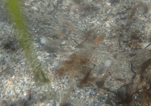 Echiichthys vipera
