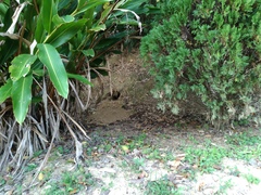 Manis pentadactyla pentadactyla