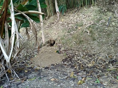 Manis pentadactyla pentadactyla