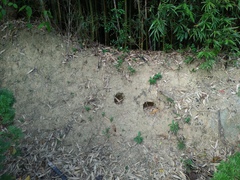 Manis pentadactyla pentadactyla