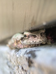 Hyla japonica