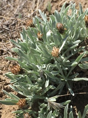 Antennaria dimorpha