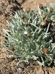 Antennaria dimorpha