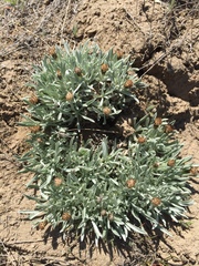 Antennaria dimorpha